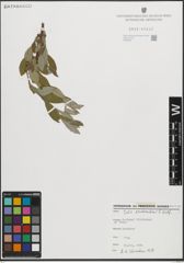 Foto von Salix pseudomedemii E. L. Wolf